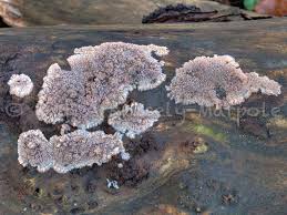 Attēlu rezultāti vaicājumam “Phlebia rufa”