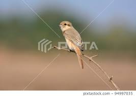 Image result for Lanius isabellinus
