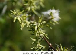 Attēlu rezultāti vaicājumam “Carex appropinquata leaf”