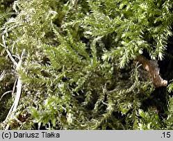 Attēlu rezultāti vaicājumam “Eurhynchium angustirete”