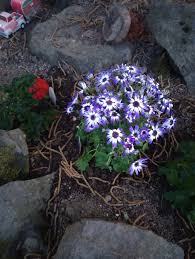 Attēlu rezultāti vaicājumam “Diphyus latebricola”