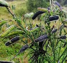 Attēlu rezultāti vaicājumam “Cytisus scoparius fruit”
