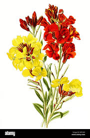 Image result for Cheiranthus cheiri