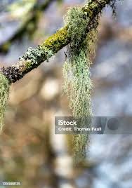 Attēlu rezultāti vaicājumam “Usnea filipendula”