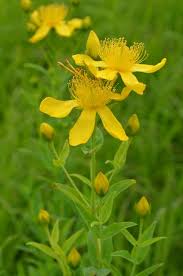 Attēlu rezultāti vaicājumam “Hypericum maculatum flower”