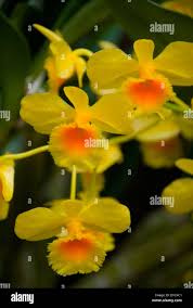 Attēlu rezultāti vaicājumam “Chrysotoxum sp.”