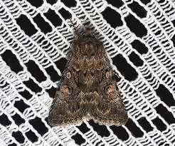 Attēlu rezultāti vaicājumam “Thalpophila matura”