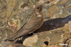 Image result for Ptyonoprogne rupestris