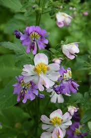 Image result for Schizanthus