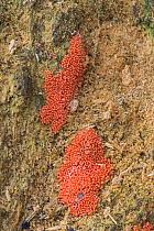 Attēlu rezultāti vaicājumam “Trichia decipiens”