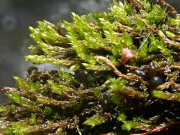 Attēlu rezultāti vaicājumam “Hygroamblystegium tenax”