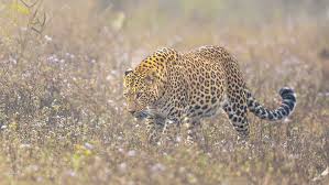 Image result for Rayleigh boys under 7's Leopards- need a Goalie!