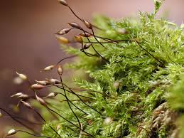 Attēlu rezultāti vaicājumam “Barbula unguiculata macro”