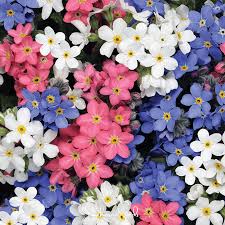 Image result for Myosotis sylvatica