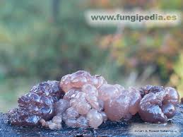 Attēlu rezultāti vaicājumam “Ascotremella faginea”