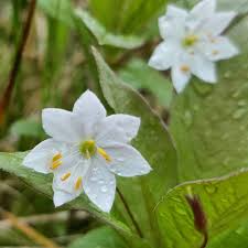 Attēlu rezultāti vaicājumam “Trientalis europaea”