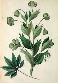 Image result for Nieswurz