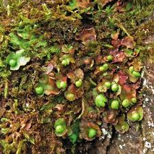 Attēlu rezultāti vaicājumam “Breidleria pratensis”