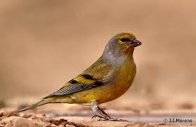 Image result for Carduelis citrinella