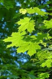 Attēlu rezultāti vaicājumam “Acer platanoides leaf”