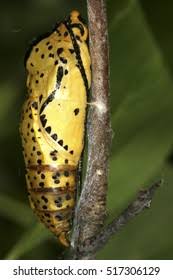 Attēlu rezultāti vaicājumam “Aporia crataegi pupa”