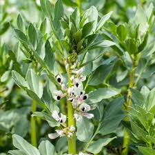 Attēlu rezultāti vaicājumam “Vicia faba flower”