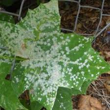 Attēlu rezultāti vaicājumam “Sawadaea tulasnei”