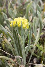 Attēlu rezultāti vaicājumam “Helichrysum arenarium”