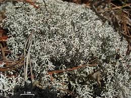 Attēlu rezultāti vaicājumam “Cladonia”