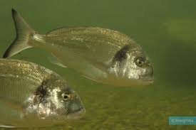 Image result for Sparus aurata