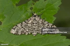 Attēlu rezultāti vaicājumam “Biston betularia”