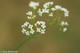 Attēlu rezultāti vaicājumam “Galium rivale”