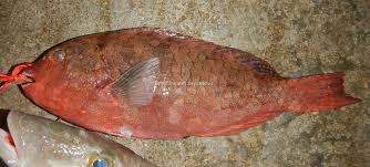 Image result for Calotomus carolinus