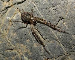 Attēlu rezultāti vaicājumam “Metellina merianae”