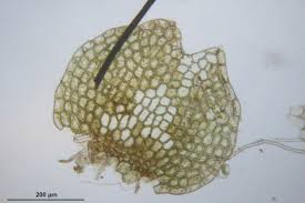 Attēlu rezultāti vaicājumam “Calypogeia neesiana”