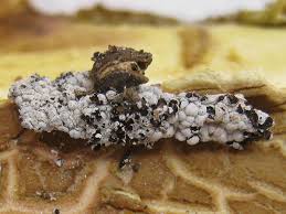 Attēlu rezultāti vaicājumam “Diderma rufostriatum sessile”