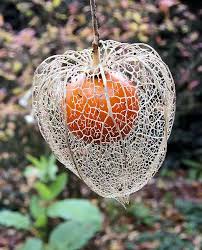 Attēlu rezultāti vaicājumam “Physalis alkekengi”