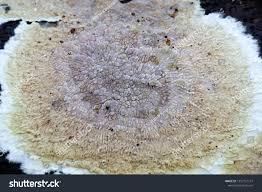 Attēlu rezultāti vaicājumam “Coniophora puteana”