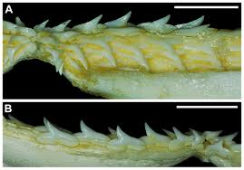 Image result for Rhizoprionodon terraenovae