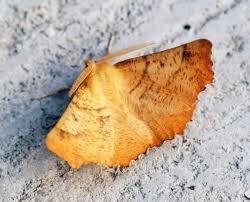 Attēlu rezultāti vaicājumam “Ennomos autumnaria”