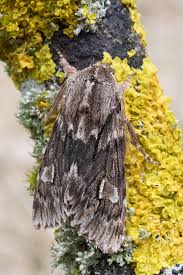 Attēlu rezultāti vaicājumam “Brachionycha nubeculosa”