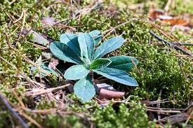 Attēlu rezultāti vaicājumam “Pilosella officinarum leaf”
