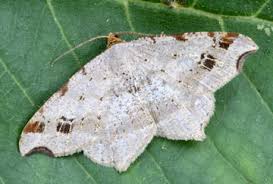 Attēlu rezultāti vaicājumam “Macaria alternata”