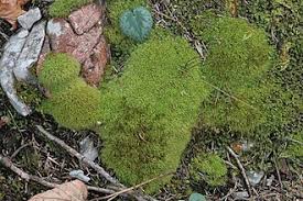 Attēlu rezultāti vaicājumam “Tortella tortuosa”