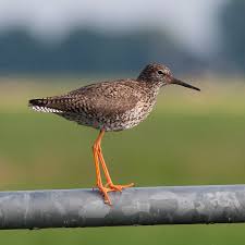 Attēlu rezultāti vaicājumam “Tringa totanus”