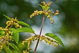 Attēlu rezultāti vaicājumam “Urtica dioica fruit”