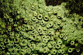 Attēlu rezultāti vaicājumam “Thelotrema lepadinum”