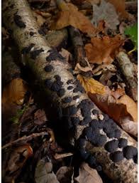 Attēlu rezultāti vaicājumam “Hypoxylon multiforme”