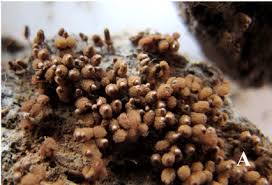 Attēlu rezultāti vaicājumam “Arcyria helvetica”