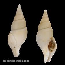 Image result for Buccinum undatum